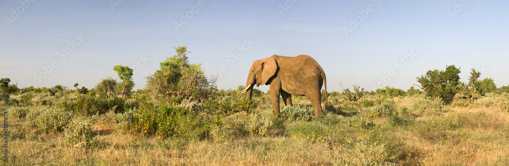 Fototapeta premium African savannah