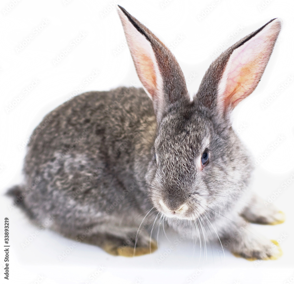 Grey house rabbit on white background isolated Grey house rabbit on white background isolated