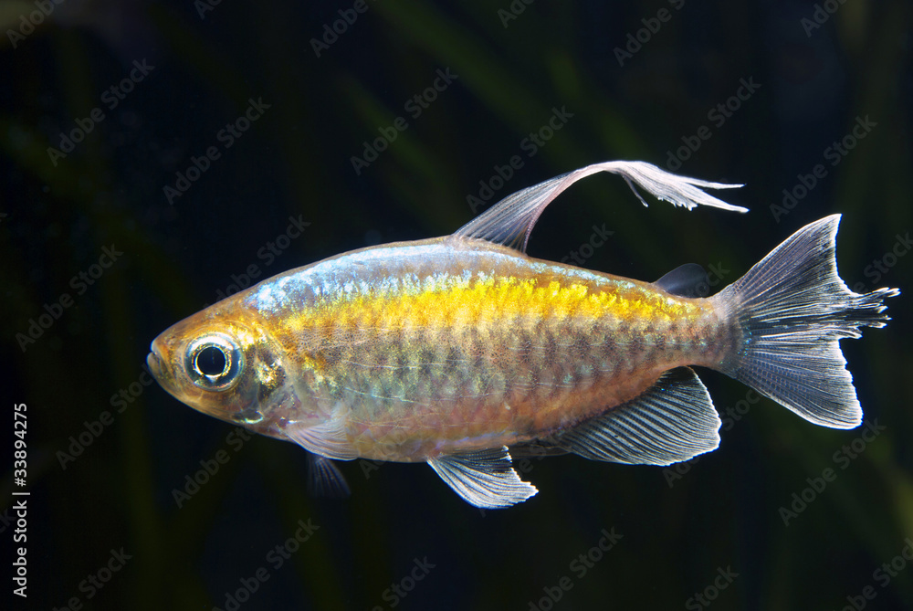 Fototapeta premium pez3