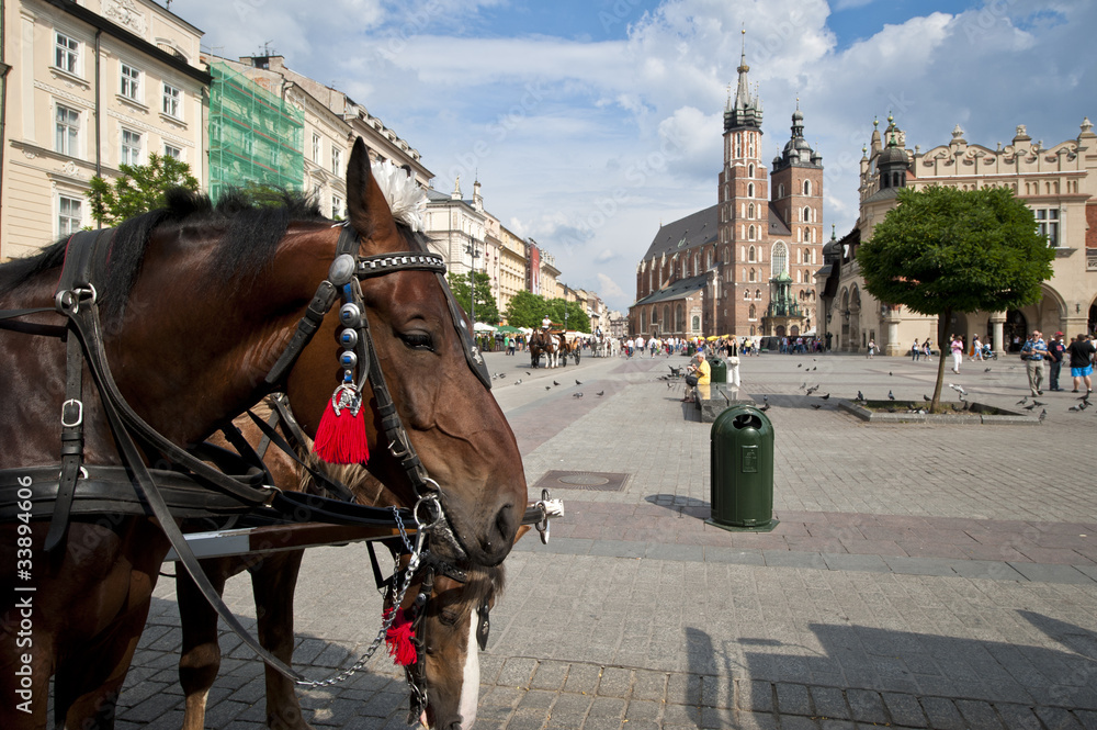 Horses on Old Town square in Krakow, Poland