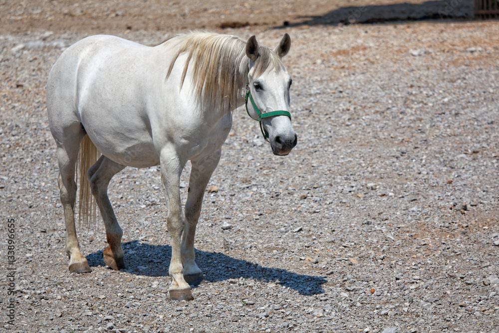 Obraz premium Lipizzan horse