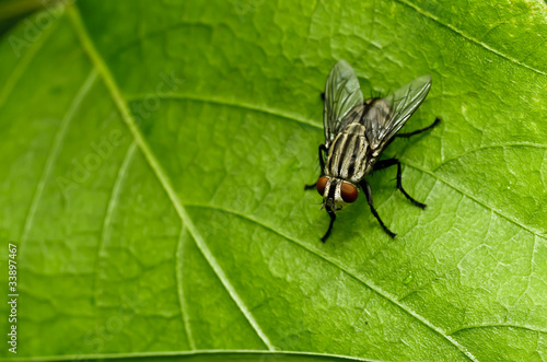 Fototapeta Naklejka Na Ścianę i Meble -  fly on green leaf