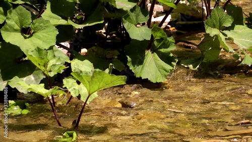 merry brook in the North Caucasus mountains