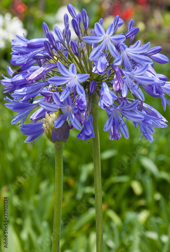 Agapanthe  Agapanthus  Tub  reuse bleue  Lis du nil