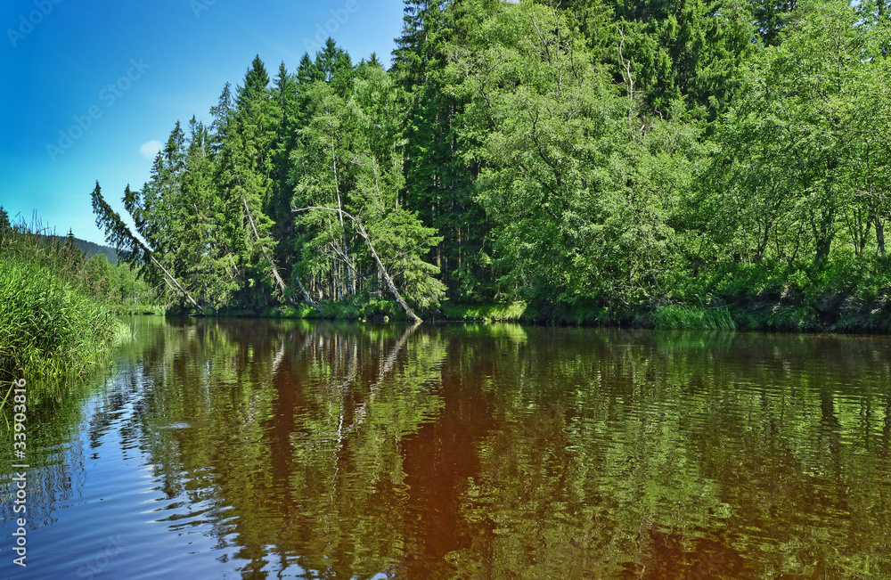 river and old forest river and old forest