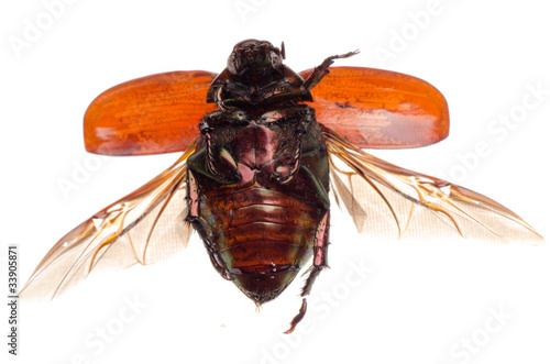 flying insect scarab beetle