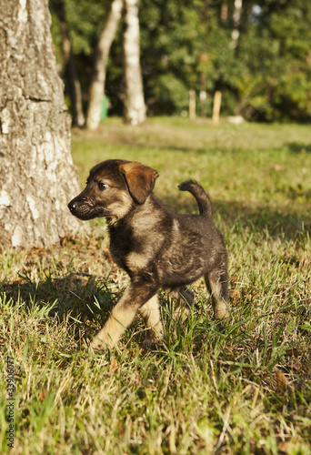 Cute mongrel pup