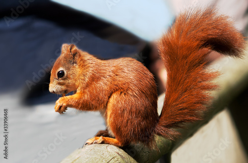 red squirrel with very bushy tail photo