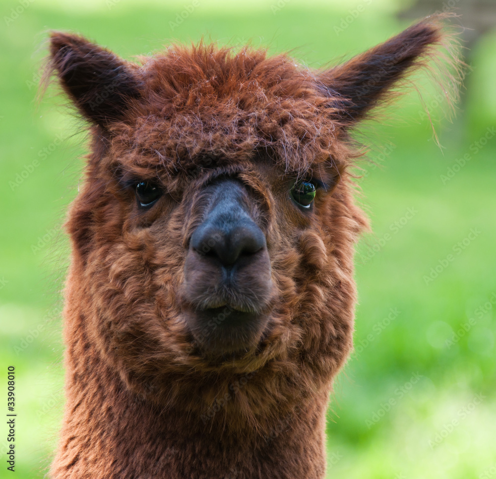 Portrait of a brown Llama against a blurred natural background