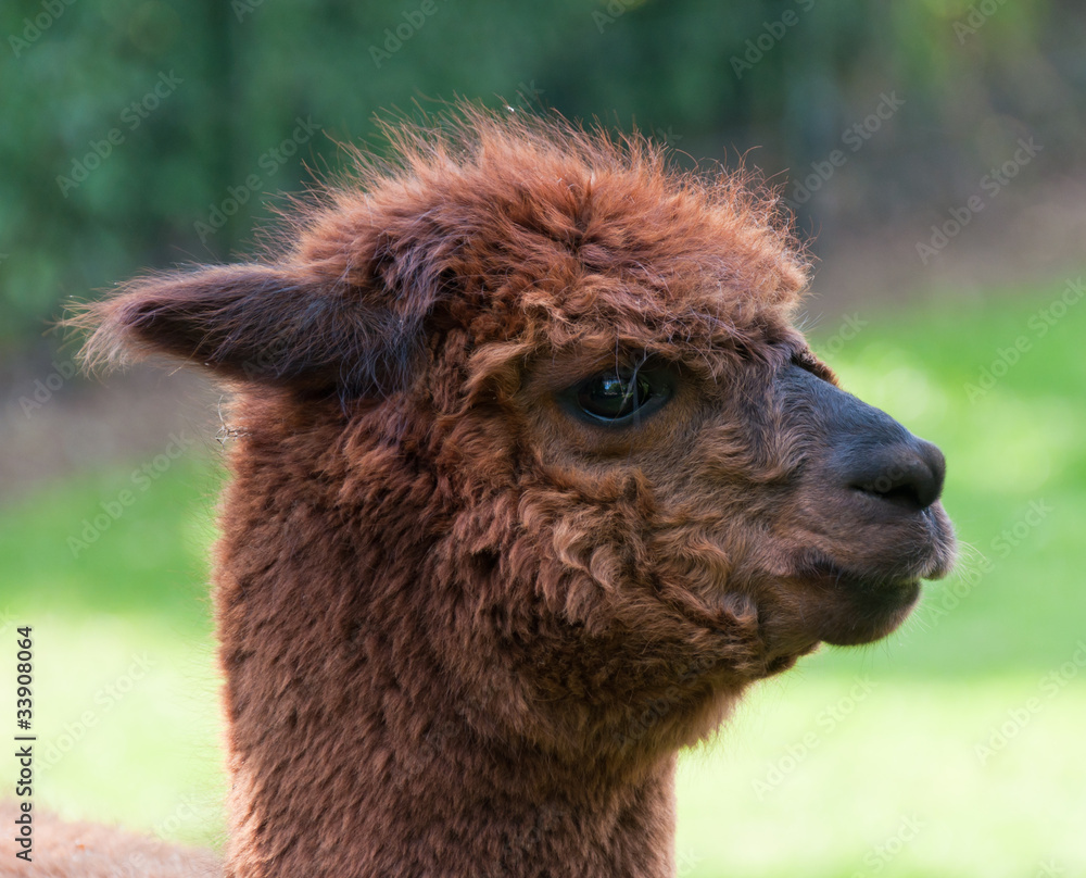 Fototapeta premium Profile of a brown Llama against a blurred natural background