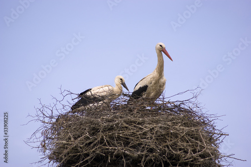 two storks on a nest
