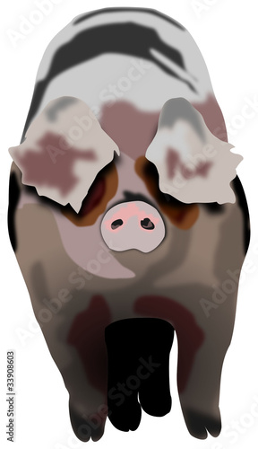 cochon