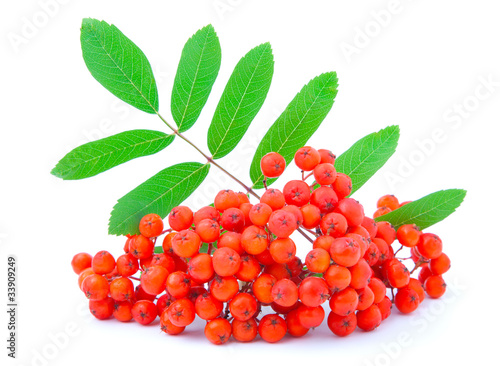 Ashberry with green leaves. isolated on a white background