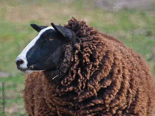 I am the black sheep. Portrait of a black sheep.