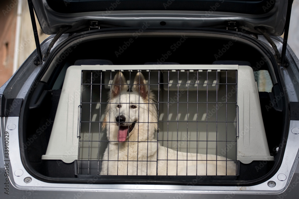Obraz na płótnie cane in macchina