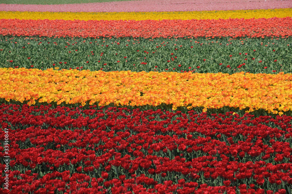 Rows of red and yellow tulips