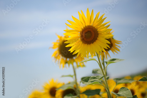 sunflowers against the blue sky