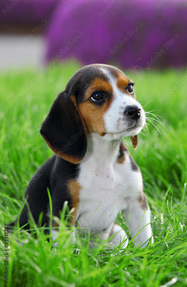 pedigree beagle puppy playing outside in the grass
