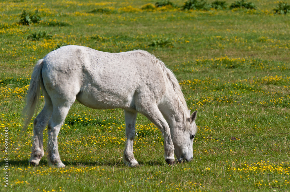 Fototapeta premium White horse quitly grazing in the meadow with yellow buttercups