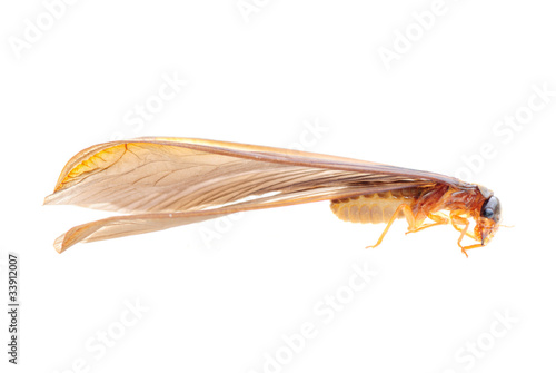 insect termite white ant