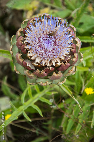 artichaud en fleur photo