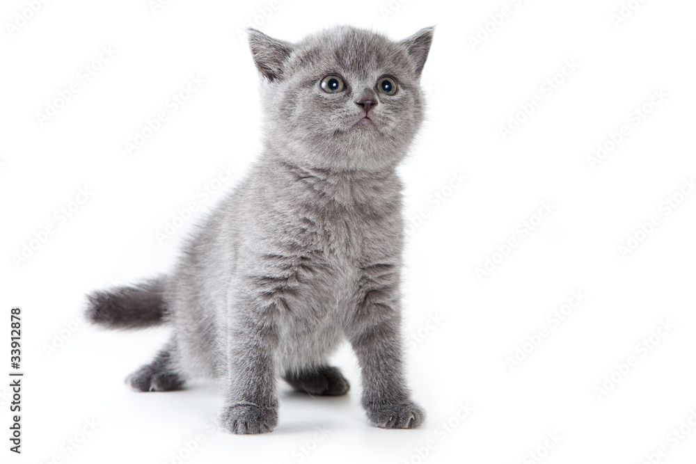 British kitten on white background