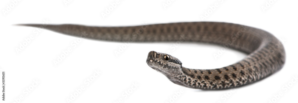 Fototapeta premium Common European adder or common European viper, Vipera berus