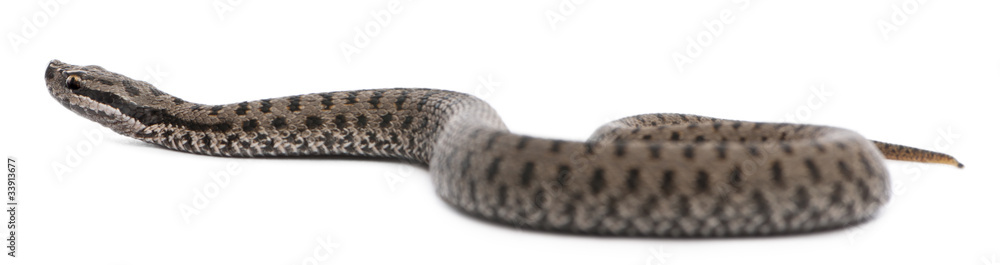 Common European adder or common European viper, Vipera berus Common European adder or common European viper, Vipera berus