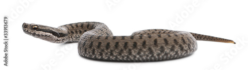 Common European adder or common European viper, Vipera berus