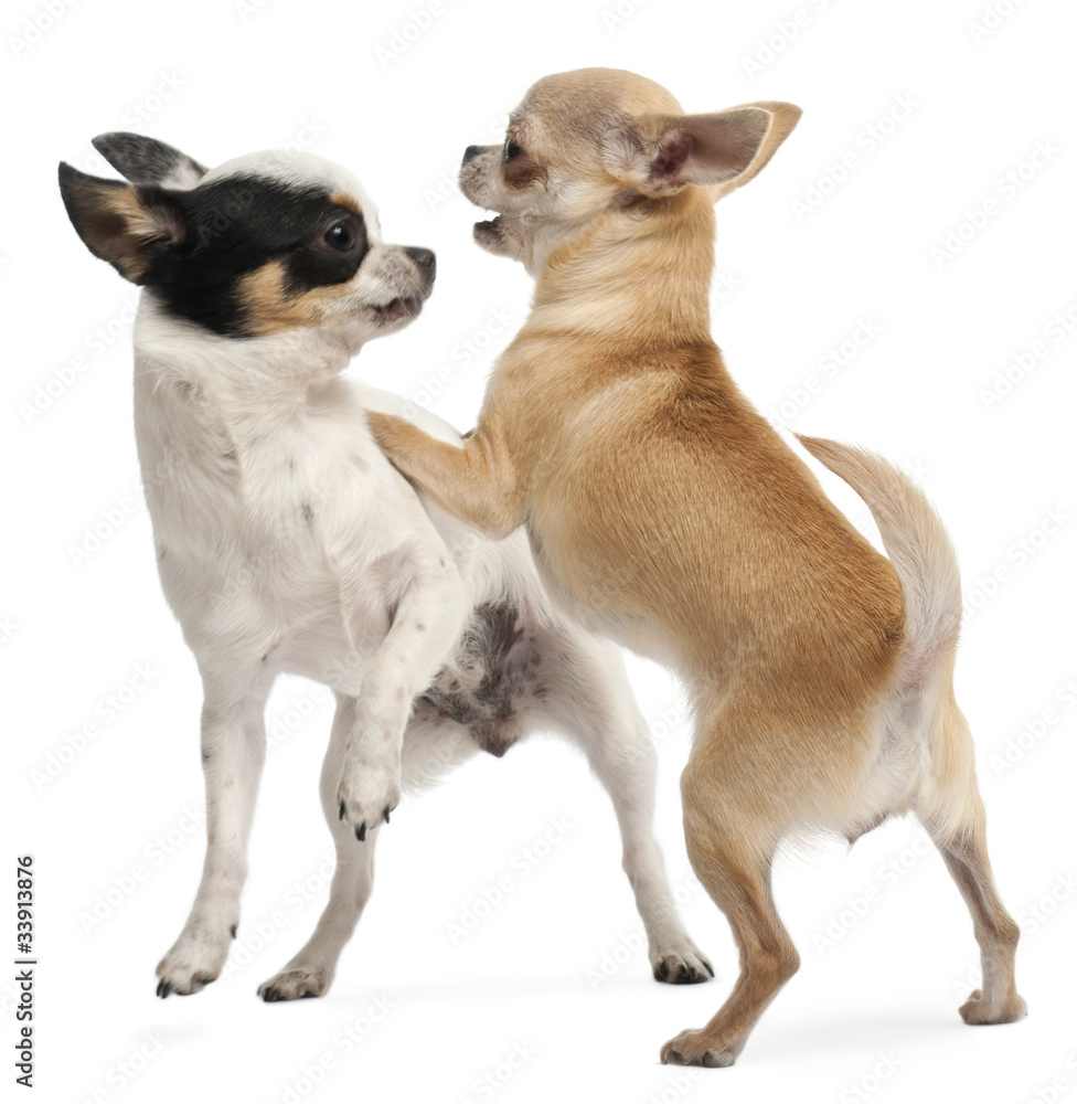 Two Chihuahuas playing in front of white background