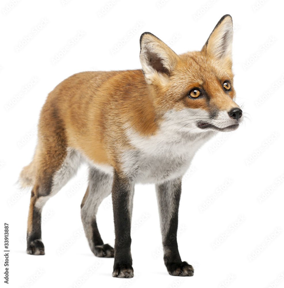 Fototapeta premium Red Fox, Vulpes vulpes, 4 years old, in front of white