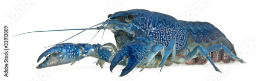 Blue crayfish also known as a Blue Florida Crayfish