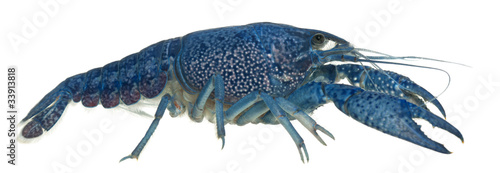 Blue crayfish, Procambarus alleni