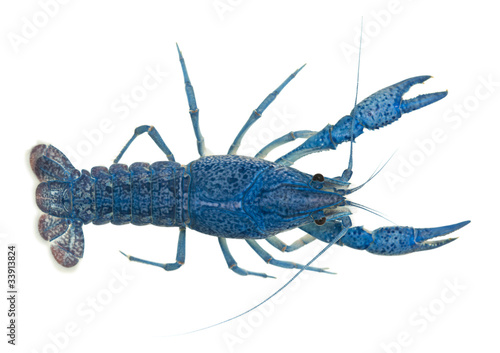 Blue crayfish, Procambarus alleni
