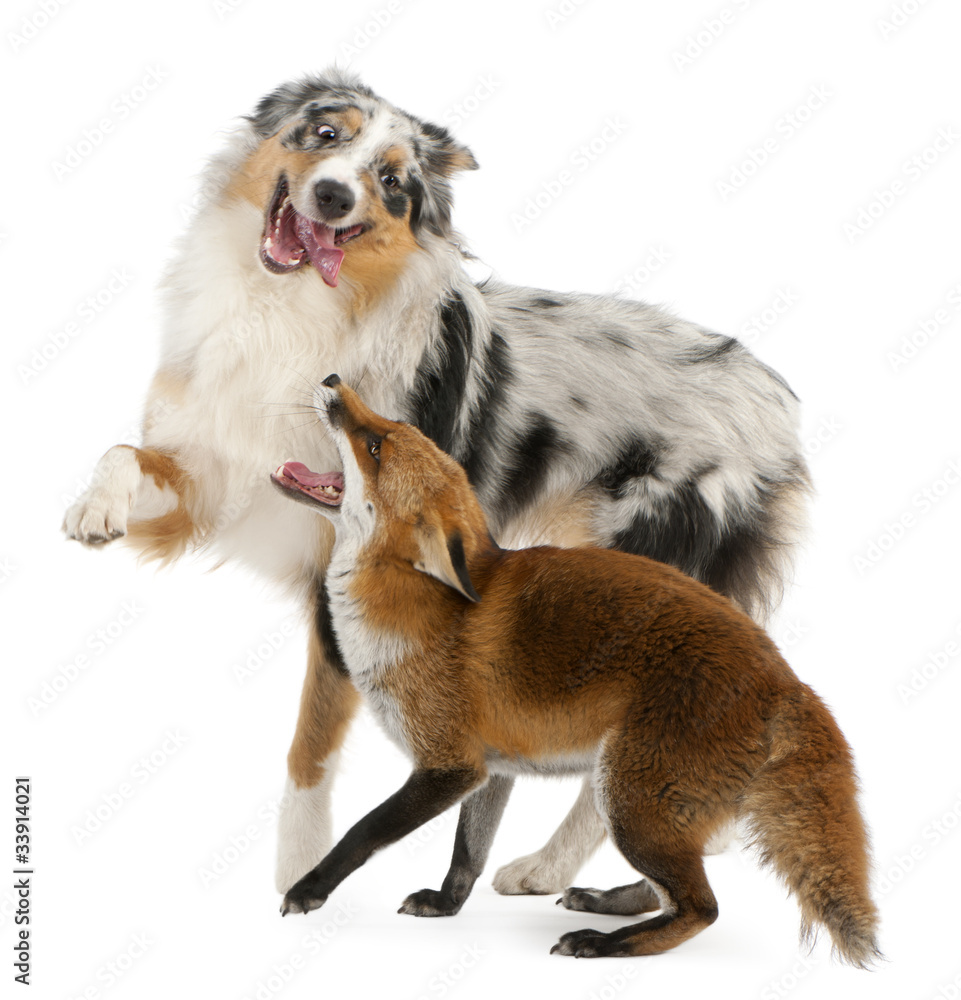 Fox sales shepherd dog
