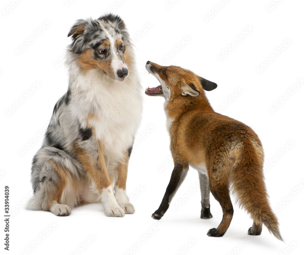 Fototapeta premium Red Fox, Vulpes vulpes, playing with Australian Shepherd dog