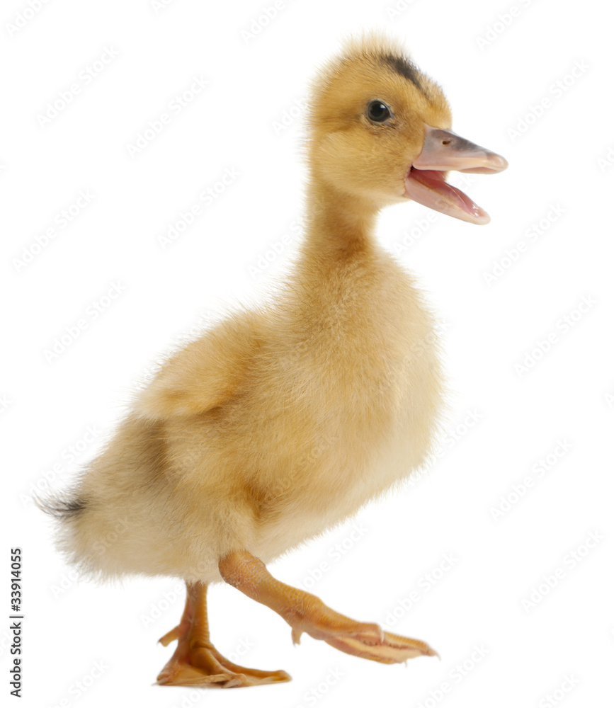 Domestic duckling standing in front of white background Domestic duckling standing in front of white background