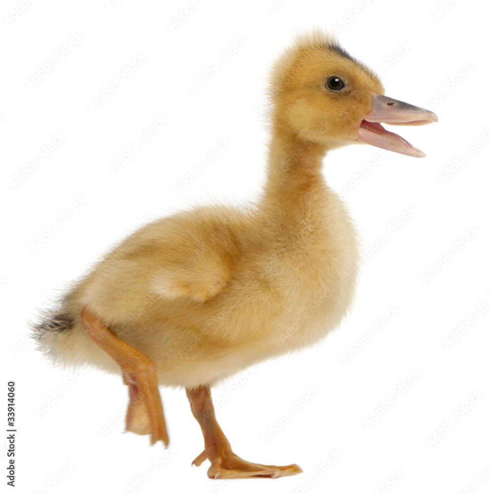Domestic duckling standing in front of white background Domestic duckling standing in front of white background