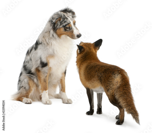 Red Fox, Vulpes vulpes, playing with Australian Shepherd dog