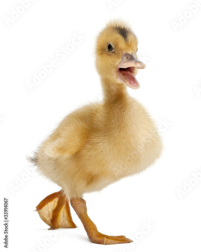 Domestic duckling standing in front of white background