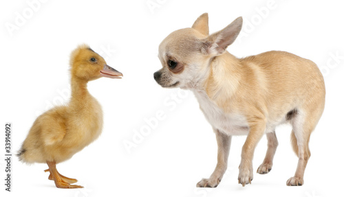 Chihuahua playing with a domestic duckling © Eric Isselée
