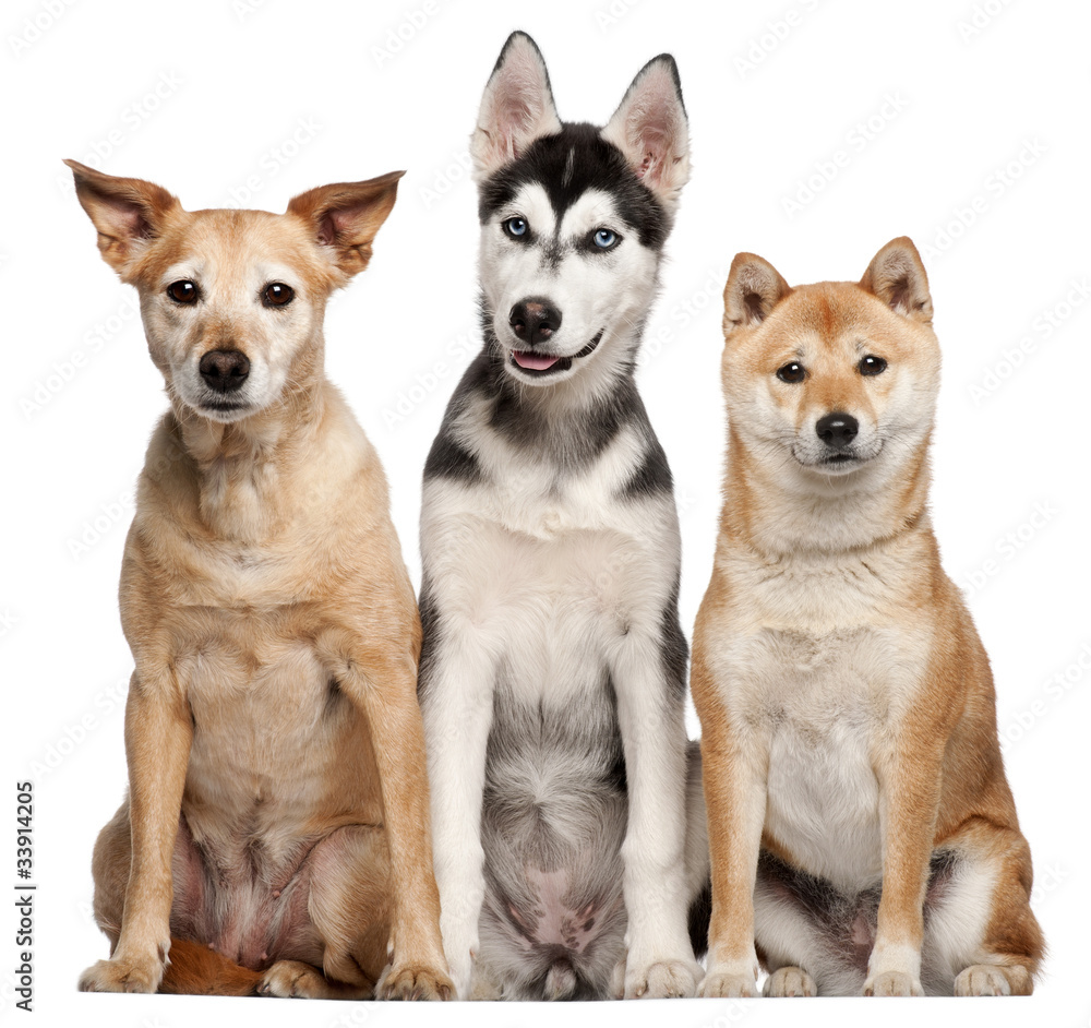 Mixed breed dog, Shiba Inu and Siberian Husky puppy