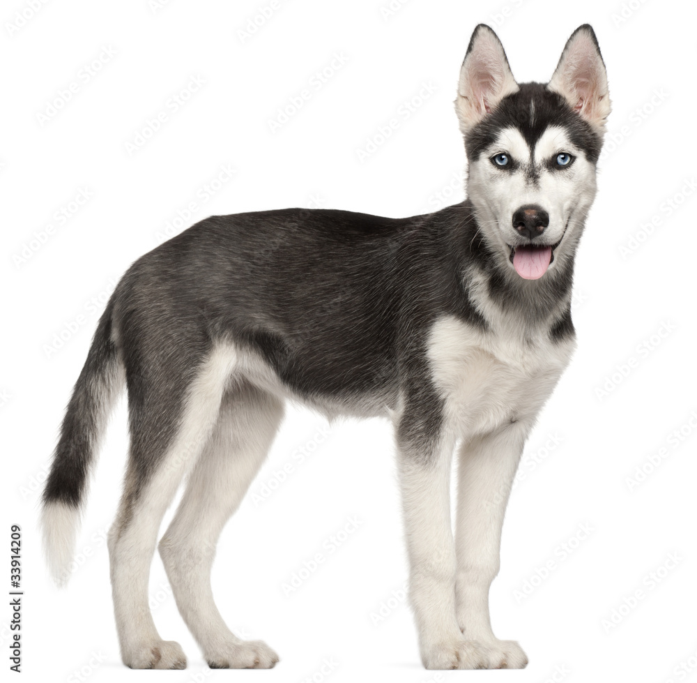 4 month old husky deals
