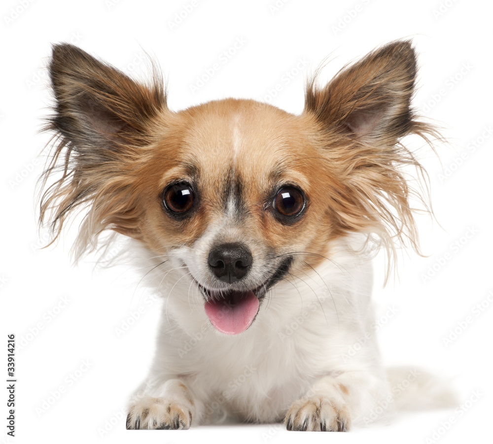 Chihuahua, 2 years old, lying Chihuahua, 2 years old, lying