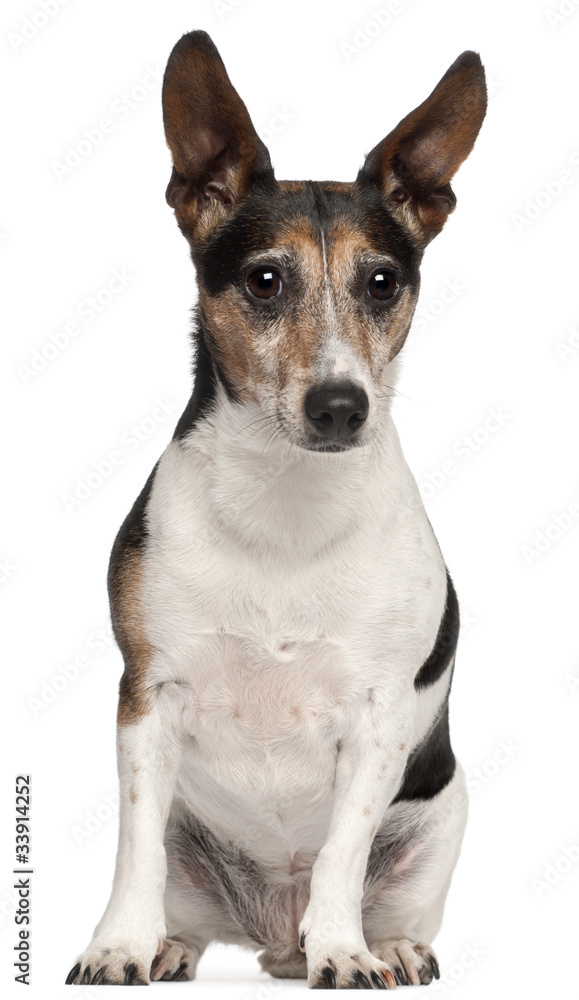 Jack Russell Terrier, 8 years old, sitting in front of white