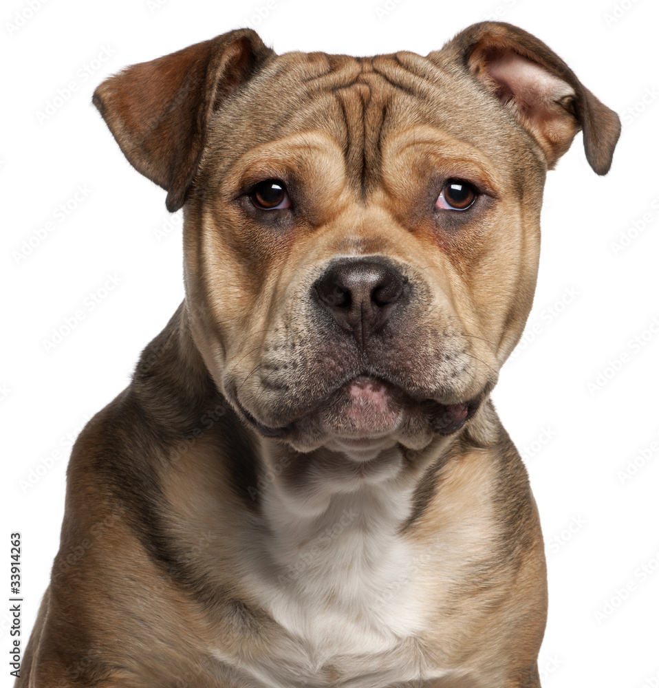 Close-up of American Staffordshire Terrier, 9 months old