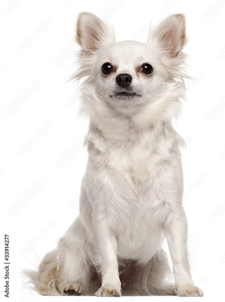 Chihuahua, 2 years old, sitting Chihuahua, 2 years old, sitting
