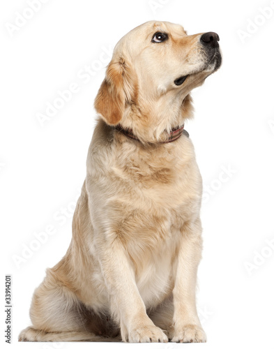 Fototapeta Naklejka Na Ścianę i Meble -  Golden Retriever, 19 months old, sitting