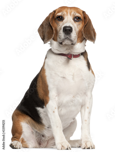 Beagle, 5 years old, sitting in front of white background