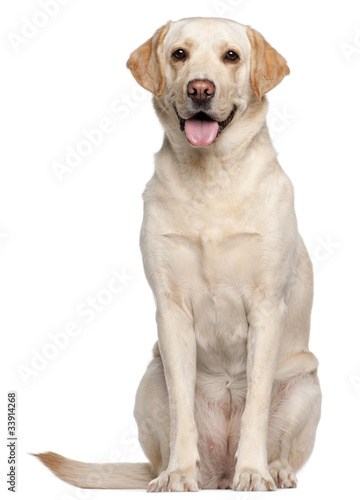 Labrador Retriever, 4 years old, sitting